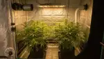 Abluftset Grow: Optimale Klimakontrolle