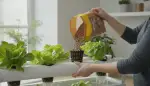 Das passende Substrat für Hydroponik