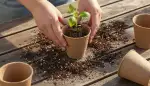 Der perfekte Anzuchttopf für Keimlinge