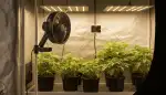 Der richtige Growbox Lüfter wählen