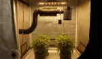 Effiziente Abluftsysteme für gesunde Indoor-Grows