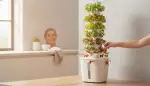 Einfache Dochtsysteme für Hydroponik