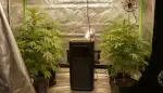 Growzelt Kühlung: Perfekte Temperaturkontrolle