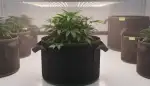 Optimale Ergebnisse mit Stofftöpfen im Grow
