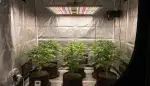 Perfekte Lichtlenkung: Der richtige Pflanzen Reflektor