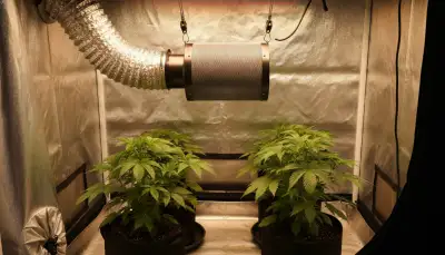 Effektive Geruchsneutralisation im Grow-Zelt