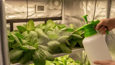 Effiziente Pflanzenpflege: Drucksprüher Growbox