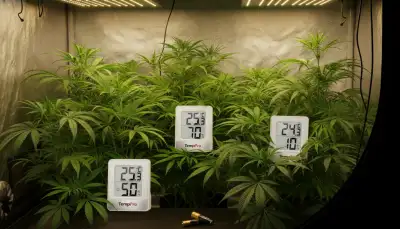 Grow Klimaüberwachung: Daten richtig nutzen