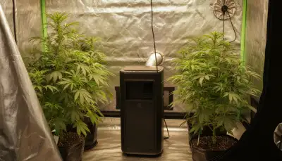 Growzelt Kühlung: Perfekte Temperaturkontrolle
