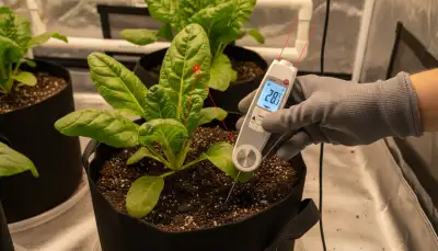 Präzise Temperatur: Referenzthermometer für den Grow