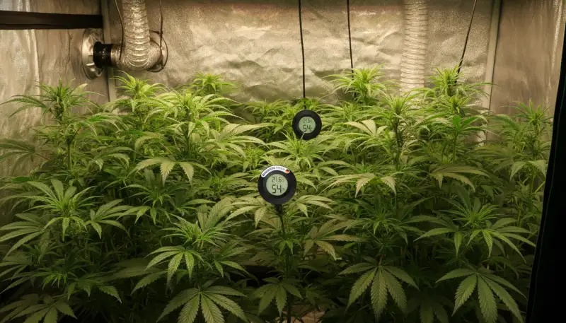Präzise Temperaturkontrolle für optimalen Grow